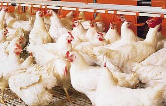 *ST正邦：公司不涉及肉鸡养殖业务